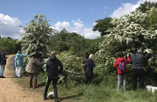 People picking fruit from a tree