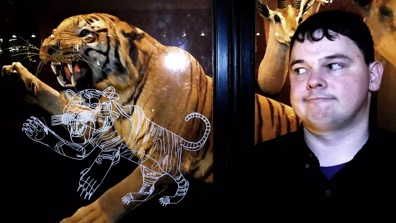 Andrew Johnstone stands next to a taxidermy tiger behind glass. A white line-art illustration of a tiger is superimposed on the glass in front of the display.